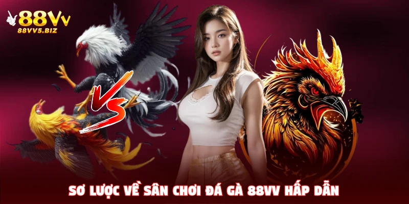 Sơ lược về sân chơi đá gà 88VV hấp dẫn